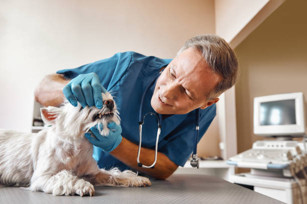 Best Emergency Treatment for Dental Infections or Abscesses in Valatie, NY
